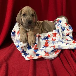 Grey Collar Blue Brindle Male - Grover - Blue brindle male Great Dane puppy in Gainesville, Georgia from DeBruce Danes