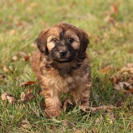 Rosie - Red female Whoodle puppy in West Bend, Iowa from Blue Skies Terriers