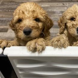 Goldendoodle Puppies from Bear Ridge Doodles