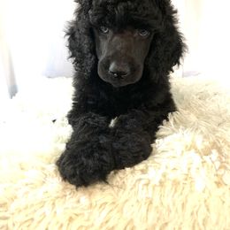 Poodle Puppies from Park Vista Poodles