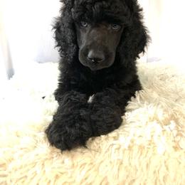 Poodle Puppies from Park Vista Poodles