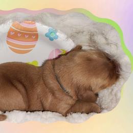 Dark Blue - Dark golden male Golden Retriever puppy in Davisboro, Georgia from Ginger Snap Golden Retrievers