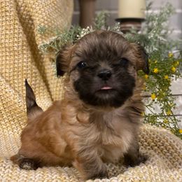 Girl 2 - Gold female Shih Tzu puppy in Lexington, North Carolina from SCS Shih Tzus