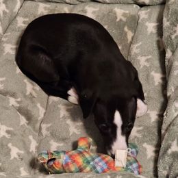 Boy 2 - Black Whippet puppy in Michigan from Clarriott Whippets