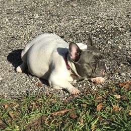 Winnie - French Bulldog