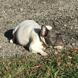 Winnie - French Bulldog