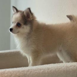 Grace - Wolf sable female Pomsky puppy in Mesa, Arizona from Platinum Pomskies