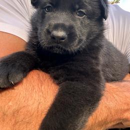 Nettie (Purple Collar) - Black female German Shepherd puppy in Moore, South Carolina from Von Zorhaus