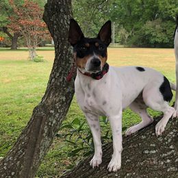 Maia - Rat Terrier