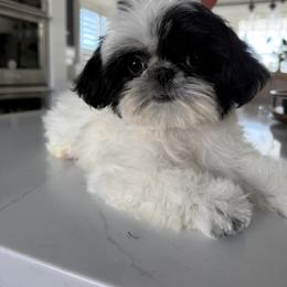 Phoebe - Black and white female Shih Tzu puppy in Rockville Centre, New York from Magnolia Tzus