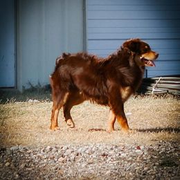 Whiskey - Australian Shepherd