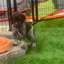 Pink collar female - Liver female German Shorthaired Pointer puppy in Rincon, Georgia from South Creek Kennels / SCK Gun Dogs