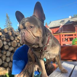 Coheed - French Bulldog