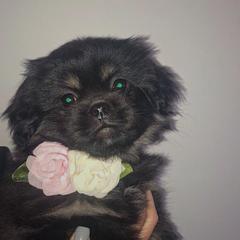Tibetan Spaniel Puppies from Runningbrook