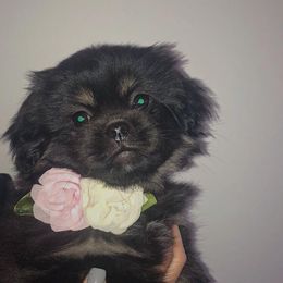 Tibetan Spaniel Puppies from Runningbrook
