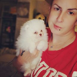 Pomeranian Puppies from Dolcebellezza’s Poms