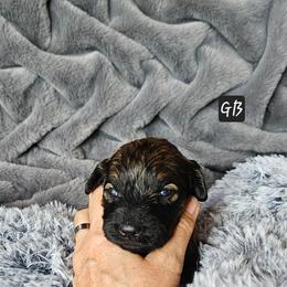 Girl 7 - Black female Goldendoodle puppy in Stevens Point, Wisconsin from Dogs of Dewey Acres