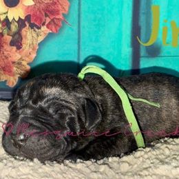 Jim Beam - Tiger male Perro de Presa Canario puppy in Horizon, Texas from Mesquite Creek Kennels