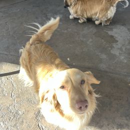 Maverick - Dachshund