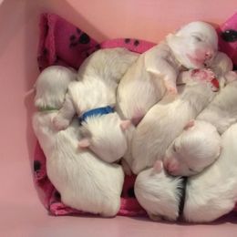 Maltese Puppies from Franny's Maltese Puppies