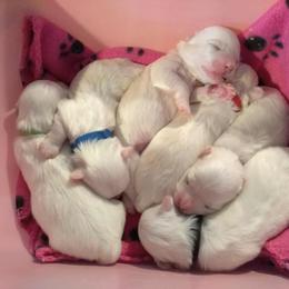 Maltese Puppies from Franny's Maltese Puppies