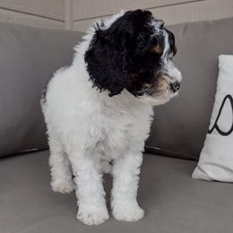 Poodles from Little Albion