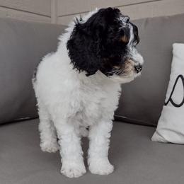 Poodles from Little Albion