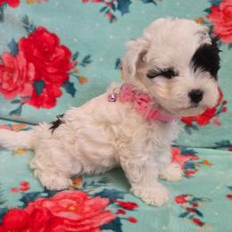 Maddie - Black & white female Maltipoo puppy in Sahuarita, Arizona from Cowgirl's Legacy Maltipoos