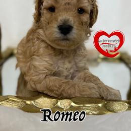 Romeo - Apricot male Goldendoodle puppy in Yerington, Nevada from GoldenHearted Doodles