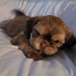 Cooper - Red Shih Tzu puppy in Clarksburg, West Virginia from 007 ShihTzu Acre