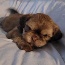 Cooper - Red Shih Tzu puppy in Clarksburg, West Virginia from 007 ShihTzu Acre
