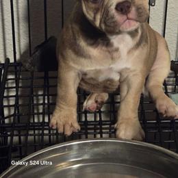 Bella - Lilac female American Bully puppy in Tyler, Texas from Big Momma'z Monsta Bullies (BMMB)