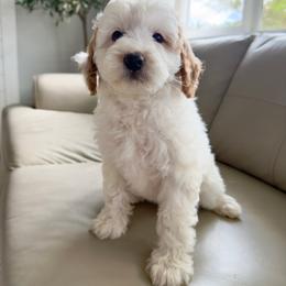 Sparky - Parti female Goldendoodle puppy in Vancouver, Washington from Blissful Doodles