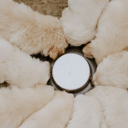 English Setter, Golden Retriever, and Gordon Setter Puppies from Katherine's Gordon Setters, English Setters, and Golden Retrievers
