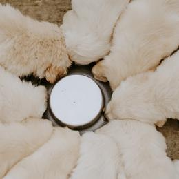 English Setter, Golden Retriever, and Gordon Setter Puppies from Katherine's Gordon Setters, English Setters, and Golden Retrievers