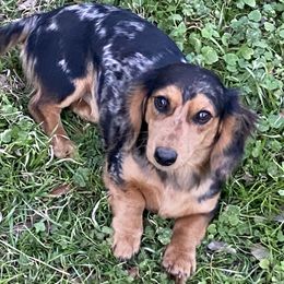 Pandora - Dachshund
