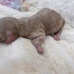 Nellie - Apricot female Goldendoodle puppy in Aurora, Illinois from Chicago Goldendoodles