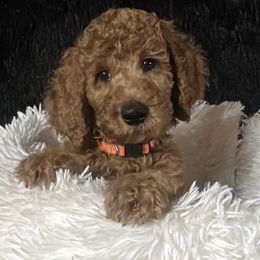 Boy 5 - Bashful - Apricot male Poodle puppy in Bowling Green, Kentucky from Ritzy Red Poodles