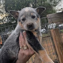 Girl 3 - Blue speckled female Australian Cattle Dog puppy in Choctaw, Oklahoma from Karen Elliott