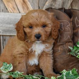Richie - Orange Collar - Apricot male Goldendoodle puppy in Macedon, New York from Toodles Goldendoodles