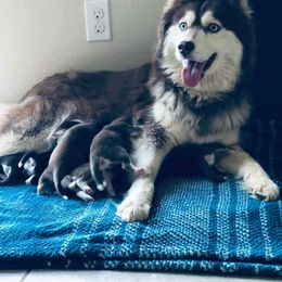 Siberian Husky Puppies from Sublime Sibes