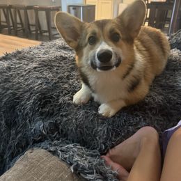 Wall-E - Pembroke Welsh Corgi