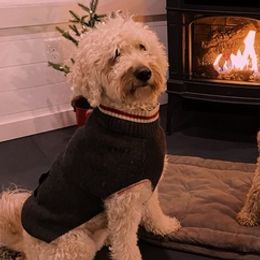 Goldendoodles from Kona’s Pups