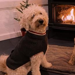 Goldendoodles from Kona’s Pups