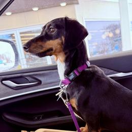 Olive - Dachshund