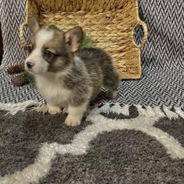 Cody - Sable male Pembroke Welsh Corgi puppy in Narvon, Pennsylvania from Corgi Companions (license number 18998)