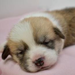 Otto - Red male Pembroke Welsh Corgi puppy in Alvin, Texas from Cottonwood Corgis