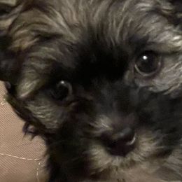 Mia - Black and silver Havanese puppy in Tacoma, Washington from T&T Havanese