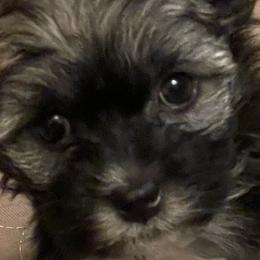 Mia - Black and silver Havanese puppy in Tacoma, Washington from T&T Havanese