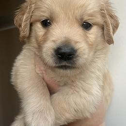 Black male - Golden male Golden Retriever puppy in Jesup, Georgia from Painted Platinum Retrievers (Painted Platinum Kennel) PPK